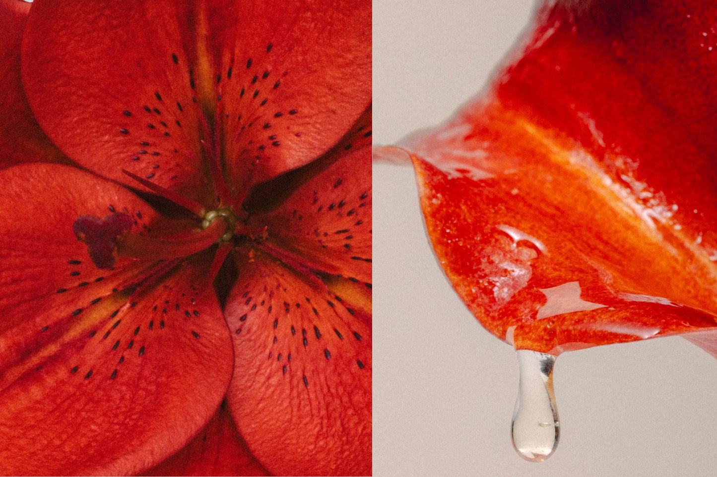 A close-up image of a red flower with dark spots on the left and a macro shot of a red petal with a droplet of water dangling from the tip on the right, reminiscent of shimmering LAKA Honey Sticks™. The bright colors and textures are clearly visible.