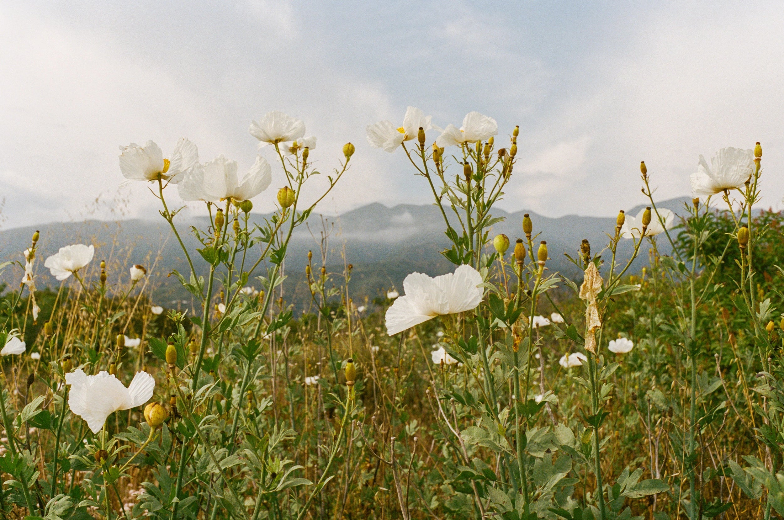 A summer meadow with white flowers blossoming towards the blue sky with mountains in the background.