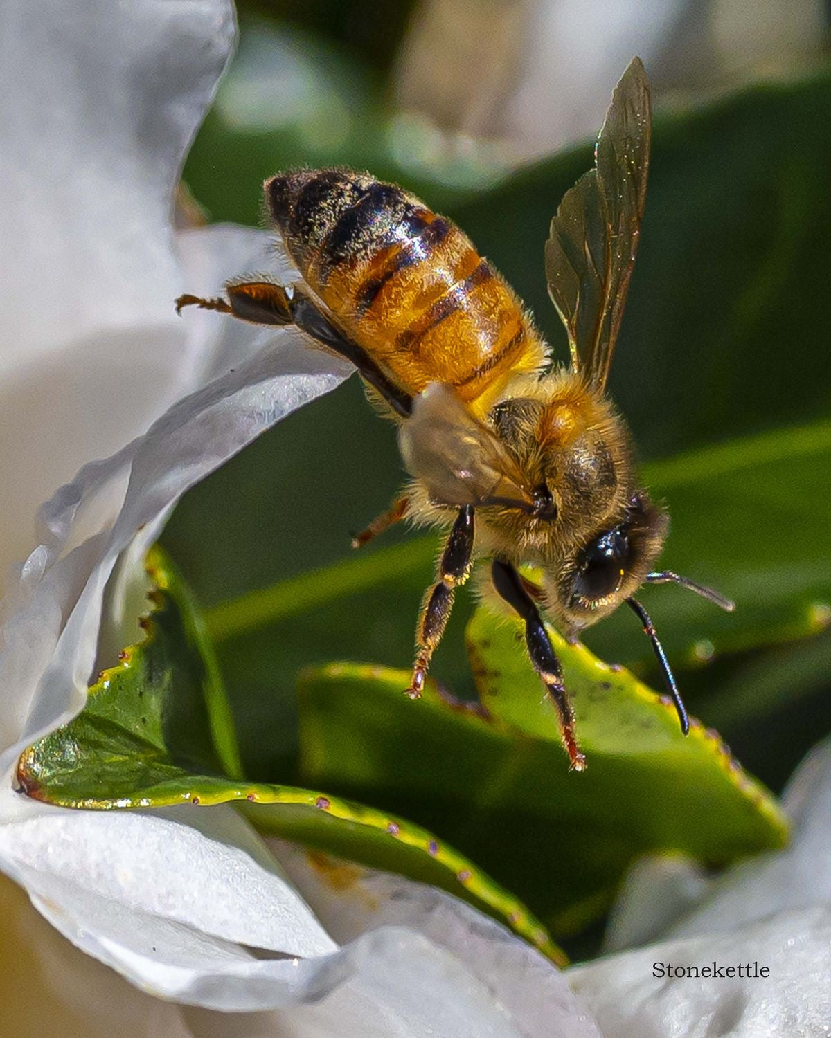 A close-up shot of a bee in flight near a white flower, showcasing its delicate translucent wings and detailed body markings. The slightly blurred background highlights the vibrant colors and intricate details of both the bee and petals. The text "LAKA Honey Sticks™" suggests the purity reminiscent of raw honey from LAKA.