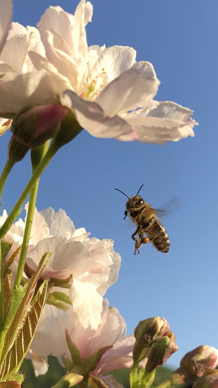 A bee is captured mid-flight near a cluster of light pink flowers on a sunny day. The clear blue sky serves as a backdrop, highlighting the delicate petals and the bee's detailed wings, as if it were gathering nectar for LAKA Honey Sticks™ and boosting immune support with its raw honey from LAKA.