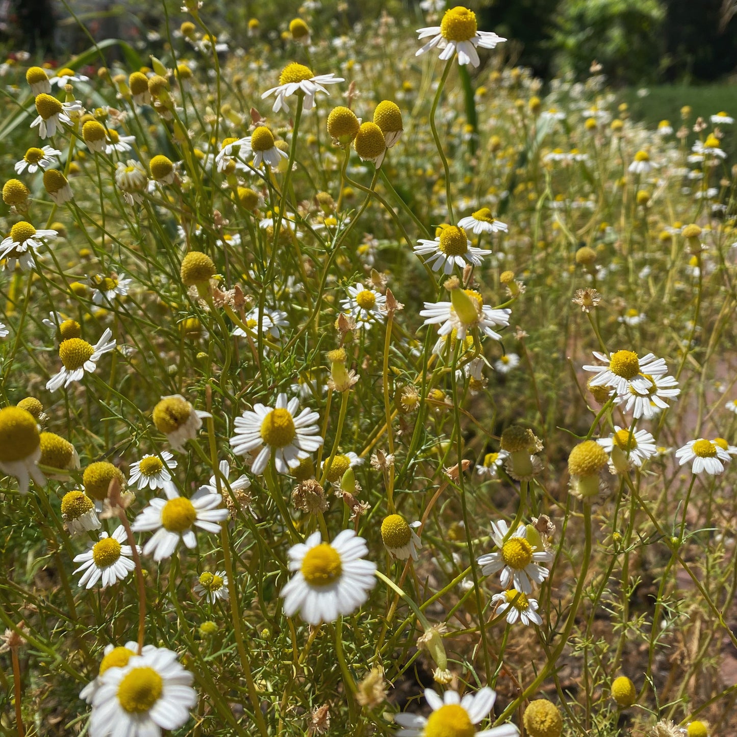 A close-up of a field of chamomile flowers bathed in bright sunlight showcases their small white petals and yellow centers, with green stems and foliage in the background. This serene scene embodies a peaceful, natural environment, echoing the mood support offered by Moon Canyon Healing's Gut Knowing Tea Blend through the gut-brain axis.