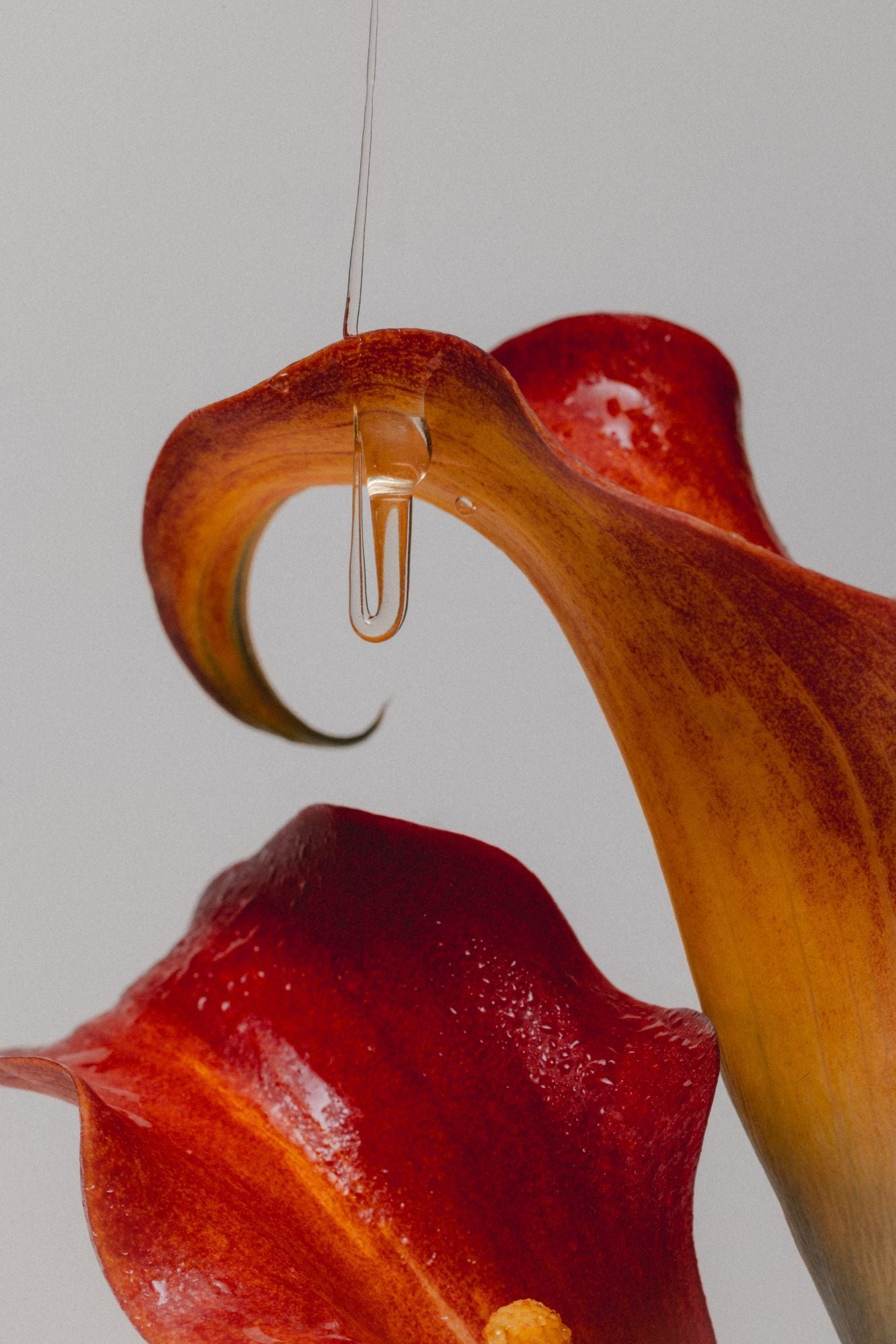 A close-up of a vibrant red and orange calla lily flower with a droplet of water suspended from the tip of its curved petal against a neutral gray background, reminiscent of the golden hue of LAKA Honey Sticks™ by LAKA. The image captures the intricate texture and color gradation of the petal.