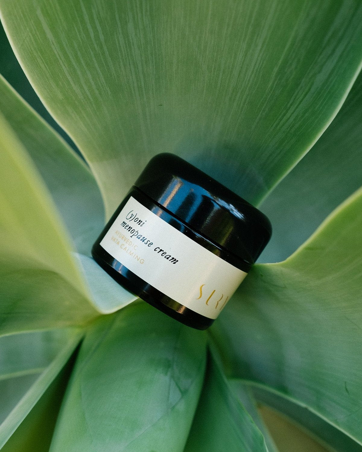 A dark jar of (y)oni Menopause Cream from Surya with a beige label sits on the broad, green leaves of a succulent plant. The text on the label appears to start with "Vini" and includes "menopause cream" and "calming." Infused with Ayurvedic botanicals, this intimate skincare blend is surrounded by vibrant greenery.